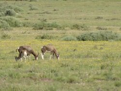 WS View of Bontebok and several sprinkbok grazing in open field scattered with wild flowers / Namaqualand, Northern Cape, South Africa Stock Footage