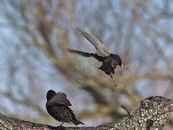 MS SLO MO Two Starling fighting with each other / Vieux Pont, Normandy, France  Stock Footage