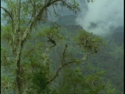 WA over mountain jungle, Giant Heather in foreground, Uganda, Africa Stock Footage