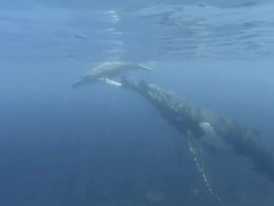 Baby Humpback Whale swimming  at the surfacing  with its mother Stock Footage