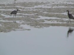 bird watching Stock Footage