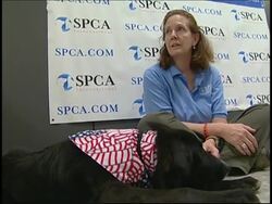 Pet dog Ratchet arrives in US after rescue by soldier in Iraq News Clip