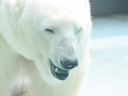 Polar Bear Stock Footage