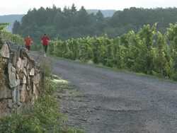 WS View of jogger jogging in vineyard / Saarburg, Saar-Valley, Rhineland-Palatinate, Germany Stock Footage
