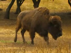 Wisent (Bison bonasus) Stock Footage