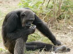 MS Chimpanzee eating / Chingola, Copperbelt, Zambia Stock Footage