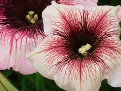 Petunia blooming HD Stock Footage