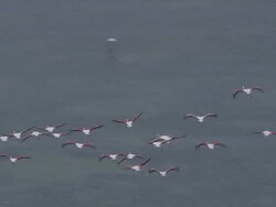 Flamingoes In Flight Stock Footage