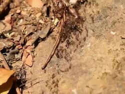 Ants Carrying Food Stock Footage