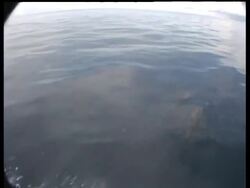 Topside Spinner Dolphins bowriding and porpoising, Layang Layang, Malaysia Stock Footage