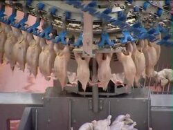 Integrated poultry farm. Stock Footage