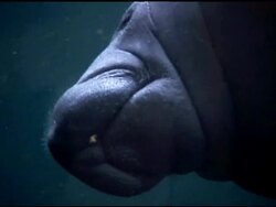 Sea Cow swimming in Acuarium Stock Footage