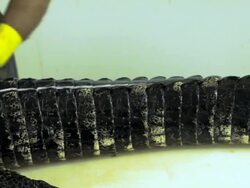 Market For Alligator Meat Booms In Florida Stock Footage