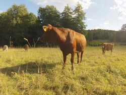 Cattle in sunset Stock Footage