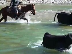Cowgirl on horseback  herding cattle across a river Stock Footage