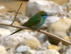 MS Shot of little Green Bee eater standing on branch of tree and flying /Ein Gedi, Judean desert, Israel Stock Footage