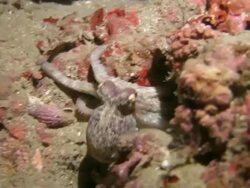 Tiny octopus (Tako) hiding in the coral reef undersea Stock Footage