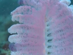 Sea Pen (Virgularia sp.), Monad Shoa, Malapascua, Philippines Stock Footage