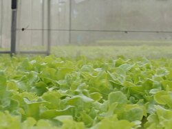 Hydroponic vegetable Stock Footage
