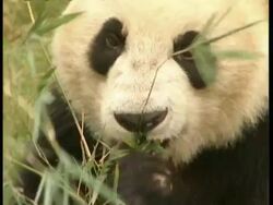BCU Panda chewing on bamboo Stock Footage
