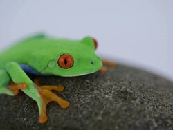 Red Eye Tree Frog Stock Footage