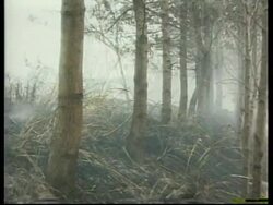 EL SALVADOR: RED ALERT DECLARED DUE TO AMOUNT OF FOREST FIRES Instructional Video