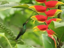 Humming bird Stock Footage