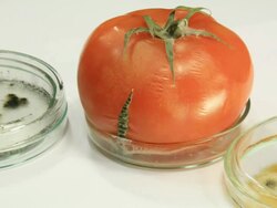 Decaying Tomatos HD Stock Footage