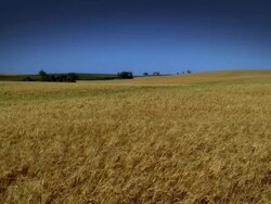 WS View of golden wheat / Webster, South Dakota, United States Stock Footage
