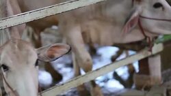 Buffalo Eat Grass Stock Footage