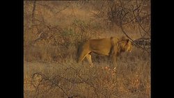 Lions in Natural Habitats at Kruger National Park News Clip