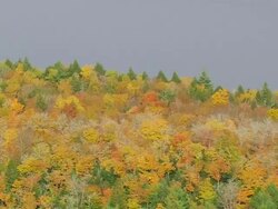 WS ARIEAL View of Wooded area and autumn color at islands  / Maine, United States Stock Footage