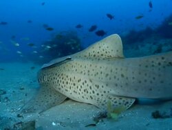 MS Shot of Zebra shark resting on sea floor next to rocks with remora attaching / Matola, Maputo, Mozambique Stock Footage