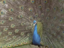 Peacock (Pavo cristatus) male displays, UK Stock Footage