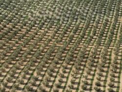 aerial view of rows of olive trees in an olive plantation Stock Footage