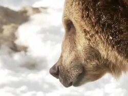 CU TS SLO MO Grizzly bear walking in snow / Livingstone, Montana, United States Stock Footage
