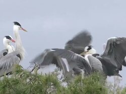 MS Shot of Grey Herons group standing on nest / Saintes Marie de la Mer, Camargue, France Stock Footage