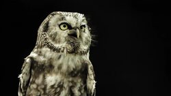 HD Super Slow-Mo: Little Owl Calling Stock Footage