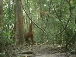 MS Orang utan mother and child moving through jungle / Bukit Lawang, North Sumatra, Indonesia Stock Footage