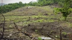 Beef Is Bad For The Climate. Can We Make It Better? Instructional Video