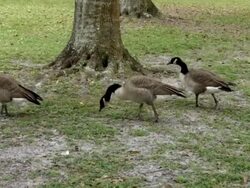 Three Canadian Geese Walking Stock Footage