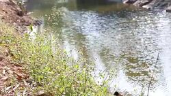 HD: Beautiful water fall swaying wind in park. Stock Footage