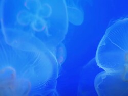 jellyfish Stock Footage