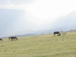 horses with foals grazing in the meadow Stock Footage