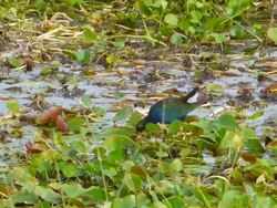 Purple Gallinule Feeding in Lily Pads Stock Footage