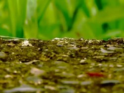 Macro photography of ants marching Stock Footage