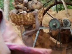 An unidentified Indian man carries a basket of coconuts on his head to a husking machine Stock Footage
