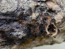 Stingless bees forage. Stock Footage