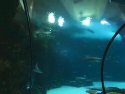 TIME LAPSE: Shark Reef Aquarium At Mandalay Bay Time Lapses Stock Footage