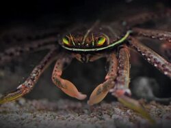 Crab Stock Footage